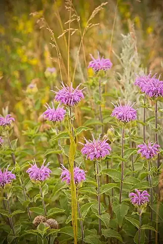 alternativní popis obrázku chybí