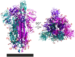 6VSB spike protein SARS-CoV-2 – trimer ze strany a shora, monomery odlišeny barevně