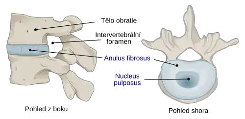 Meziobratlová ploténka