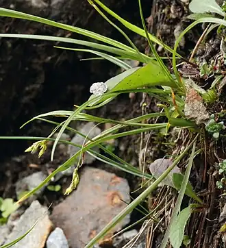 alternativní popis obrázku chybí