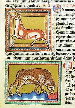 Jednorožec a medvěd (Ashmole bestiary, fol. 21r, počátek 13. stol., Oxford)