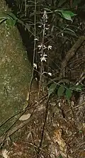 Aphyllorchis montana