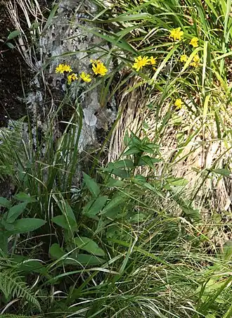 alternativní popis obrázku chybí