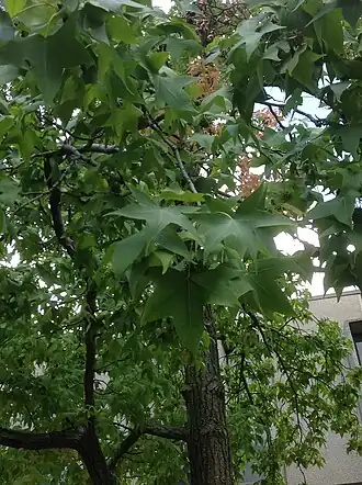 alternativní popis obrázku chybí