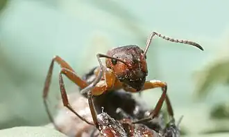 Detail hlavy mravence lesního.