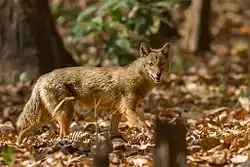A Golden Jackal - Powalgarh, Uttarakhand, India