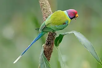 alternativní popis obrázku chybí