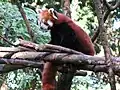 Panda červená