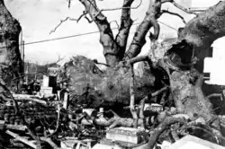 Kafrovník padlý v důsledku výbuchu atomové bomby, říjen 1945