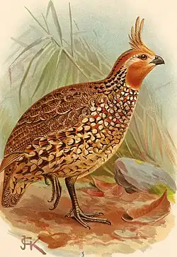 Ilustrace z roku 1892