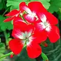 Pelargonium × hortorum