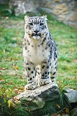 Pohled na irbisa zepředu, kdy vyniká jeho charakteristická široká hlava, robustní stavba těla a mohutné, ale spíše kratší přední končetiny