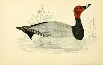 Morris, F. O., A history of British birds (~1865)