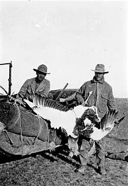 A thirty-five pound bustard, Across Mongolian plains; a naturalist's account of China's „great northwest“, 1921