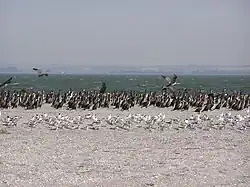 Kormoráni velcí na pobřeží Azovského moře