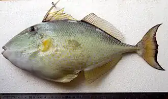 alternativní popis obrázku chybí