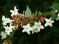 Kvetoucí abélie (Abelia sp.)