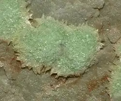 Drobné krystaly abernathyitu, lokalita Riviéral, bývalý region Languedoc-Roussillon (Okcitánie), Francie