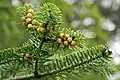 Jedle korejská pěstovaná ve městě Keila v Estonsku, samčí pylové šištice před opylováním. Fotil(a) Iifar.