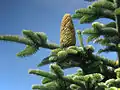 Jedle (Abies procera)