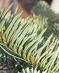 Jedle vznešená, detail jehlic.