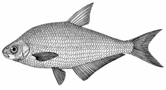 alternativní popis obrázku chybí