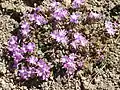 Vysokohorský druh Abronia alpina
