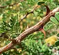 Detail trnů Acacia greggii