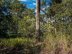 kvetoucí akácie v ruderální křovině