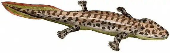 Jeden z prvních, ještě vodních čtyřnožců, Acanthostega s větším počtem prstů na nohách.