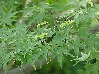 alternativní popis obrázku chybí