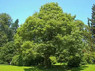 Sluncem zalitý jedinec javor klen (Acer pseudoplatanus) rostoucí na louce v lesoparku.