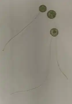 alternativní popis obrázku chybí