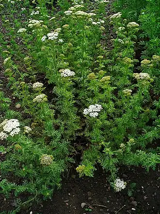 alternativní popis obrázku chybí