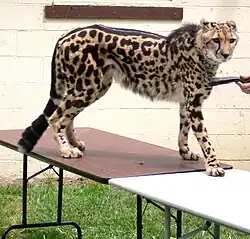 Gepard královský je mutací geparda štíhlého s velkými rozetami.