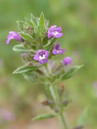 alternativní popis obrázku chybí