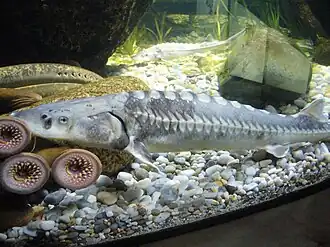 popis obrázku chybí