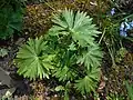 Listy Aconitum lamarckii