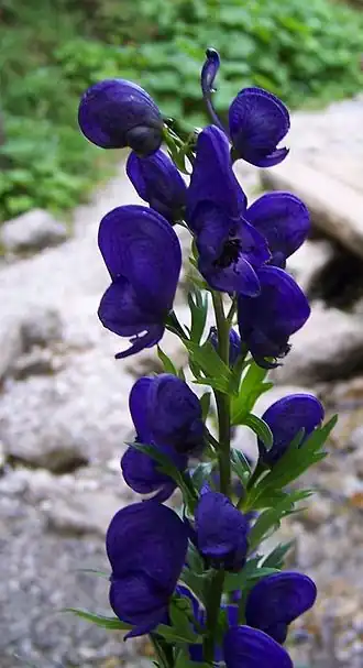 alternativní popis obrázku chybí