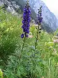 Alpsko-karpatský druh Aconitum tauricum