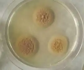 alternativní popis obrázku chybí