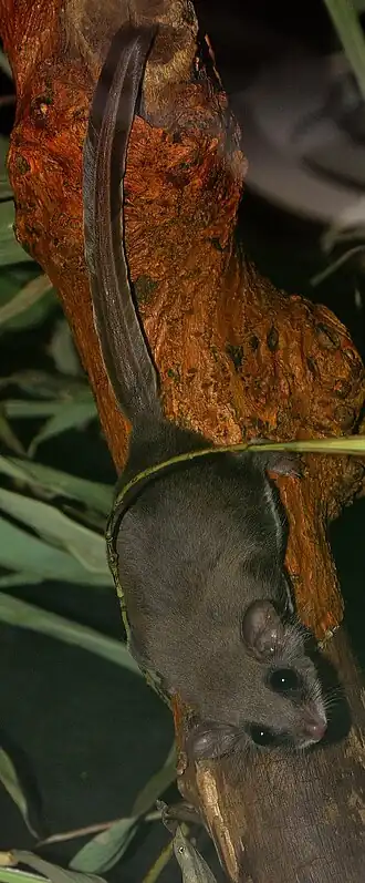 Vakoplšík létavý po větvi