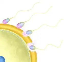 akrozomální reakce