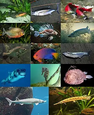 alternativní popis obrázku chybí