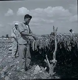 Adamit (Israel) Agriculture Israel Photographs; Kibbutzim Photographs