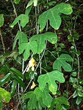 alternativní popis obrázku chybí