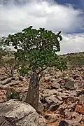 Adenium boehmianum