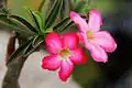 Adenium obesum