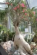 Adenium oleifolium