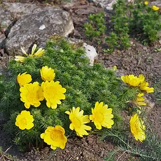 alternativní popis obrázku chybí